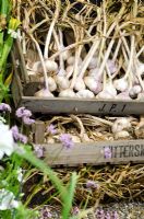 Crates of Garlic - Garlic Lover's Garden, The Garlic Farm - RHS Hampton Court Flower Show 2011
