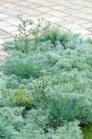 Festuca glauca 'Intense Blue' mixed with Artemisia schmidtiana and Eryngium x tripartitum  - LOROS Hospice Garden of Light and Reflection, Silver Medal Winner, RHS Hampton Court Flower Show 2011