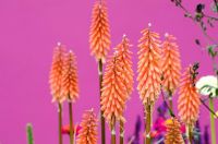 Kniphofia 'Timothy' in front of a pink background - 'Control the Uncontrollable Garden' - RHS Hampton Court Flower Show 2011