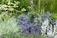 Variegated grass with Eryngium, Lavandula and Stachys byzantina - 'Vestra Wealth's Gray's Garden' - RHS Hampton Court Flower Show 2011
 