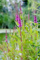 Lythrum salicaria - Purple Loosestrife