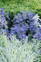 Eryngium with foliage of Tulbaghia violacea 'Silver Lace', next to clipped Buxus - Box hedging in the 'Vestra Wealth's Gray's Garden', Gold Medal Winner, RHS Hampton Court Flower Show 2011