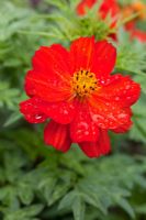 Cosmos 'Cosmic Red'