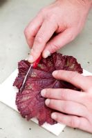 Step by step leaf-section cuttings of Begonia rex
