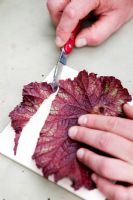 Step by step leaf-section cuttings of Begonia rex