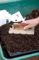 Sowing Ornamental Grass seed

