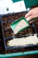 Sowing Ornamental Grass seed 
