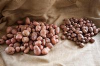 Solanum tuberosum - Potato 'Sarpo Mira', showing different yields in different compost
 
