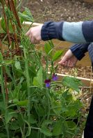 Young girl tieing in Lathyrus odoratus 'Perfume Delight' - Sweet Peas to a willow wigwam with raffia at Gowan Cottage, Suffolk. 21 June
