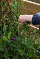 Young girl tieing in Lathyrus odoratus 'Perfume Delight' - Sweet Peas to a willow wigwam with raffia at Gowan Cottage, Suffolk. 21 June 
