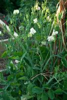 Lathyrus odoratus 'Kings High Scent'- Sweet Peas on a willow wigwam at Gowan Cottage, Suffolk. 24 June