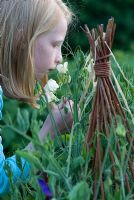 Young girl smelling Lathyrus odoratus 'Kings High Scent' - Sweet Peas on a willow wigwam at Gowan Cottage, Suffolk. 24 June