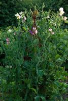 Lathyrus odoratus -  - Sweet Peas 'Kings High Scent' and 'Beth Chatto' on a willow wigwam watered by a sprinkler in the early evening at Gowan Cottage, Suffolk. 27 June
