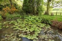 Pond with Nymphaea - Water Lilies surrounded by Berberis darwinii, Caltha Palustris and Carex pendula - Sezincote Garden. 