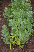 Vicia faba - Broad Bean 'Witkiem'