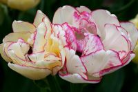 Tulipa 'Double Multiheaded Belicia'
