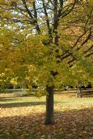 Autumn colour and fallen leaves in October. Chippenham Park, Cambridgeshire. Open with the NGS