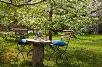 Spring morning with garden chair next to Pyrus domestica in blossom