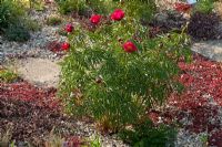 Paeonia x smouthii growing in gravel and rock garden 