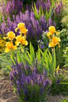 Purple and yellow flowers in colour themed border