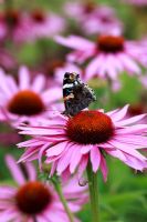 Red Admiral butterfly on Echinacea Purpurea 'Magnus'