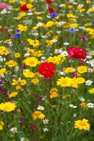 Wildflower meadow with Papaver - Poppies chrysanthemum segetum - corn marigolds and centaurea 