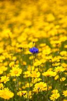 Mass of bright yellow Chrysanthemum segetum - Corn Marigold's and one single bright blue Centaurea cyanus - cornflower