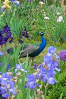 Peacock in an Iris garden 