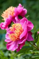 Paeonia lactiflora 'Colette Thurillet' - Peony