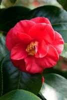 Camellia japonica 'Conspicua'