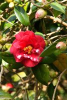Camellia japonica 'Adolphe Audusson', AGM