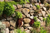 Dry stone wall with Sempervivums and Poppy seedlings. RHS Garden Hyde Hall, Rettendon, Chelmsford, Essex, UK