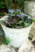 Red Pak choi growing in a bucket