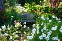 Wooden bench amongst Cosmos 'Purity', crocomias and dahlias with greenhouse beyond
