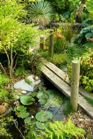 Little bridge over pond with Nandina domestica on left, ferns, spikey Yucca rostrata beyond and carnivorous plants planted on pond edge