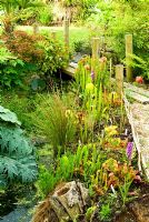 Carnivorous plants including sarracenias, darlingtonias and droseras planted beside pond