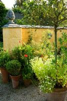 Containers of olives, box and palms with self seeded wildlowers including poppies and feverfew