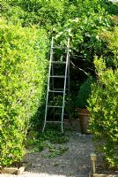 Ladder in place for hedge cutting