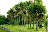 A line of cordylines 