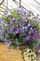 Hanging baskets planted with petunia and lobelia