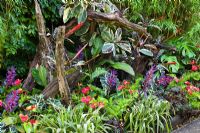 Sub-tropical rainforest plants growing amongst discarded branches. Bromiliads, Vriesea gladiolifora, Anthuriums and grasses