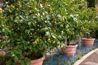 Citrus fruits in terracotta pots with underplanting of Anemone coronaria and Myosotis