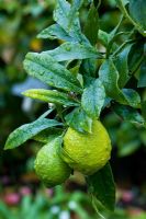 Citrus limon x 'Salicifolia'