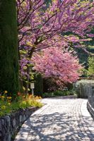 A granite paved pathway under flowering Cercis siliquastrum
