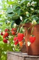 Fragaria - Strawberry 'Loran', growing in terracotta pots, August 
