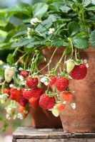Fragaria - Strawberry 'Loran', growing in terracotta pots, August 
