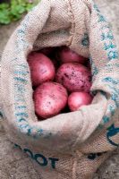 Solanum tuberosum Amorosa - Storing Red Potato Amorosa in a sack