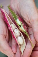 Phaseolus vulgaris - Gardeners Hands holding Borlotti bean pods with beans
