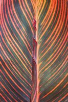 Canna Lily Phasion - Canna Durban leaf syn. Tropicanna Phasion leaf
