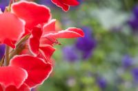 Gladiolus Atom - Gladioli flower